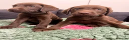 Labrador Retriever dogs for sale: 2 LEFT READY SOON KC CHOCOLATE LABRADOR PUPPIES - Advert 8
