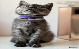 British Shorthair cats for sale: British Shorthair kittens - Image 13