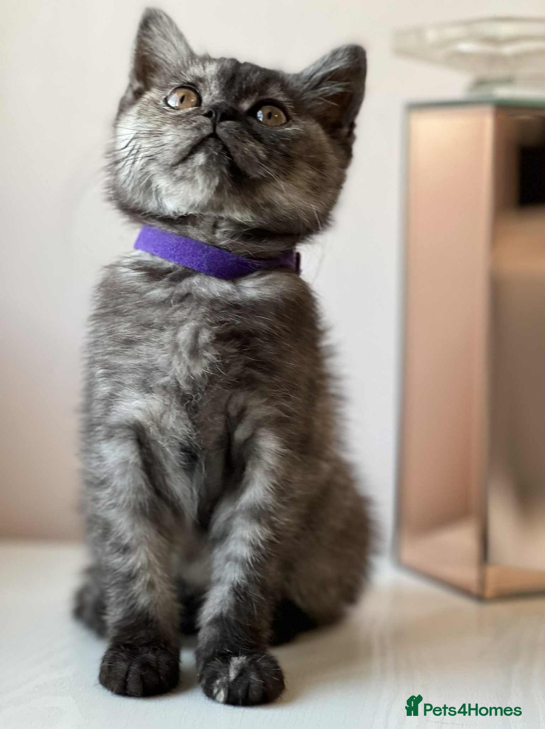 British Shorthair cats for sale: British Shorthair kittens - Image 13