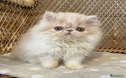 Exotic cats for sale: ❤️Stunning Exotic Shorthair & Longhair Kittens❤️  - Image 4