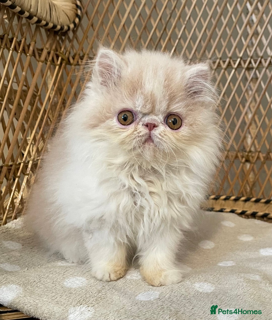 Exotic cats for sale: ❤️Stunning Exotic Shorthair & Longhair Kittens❤️  - Image 4
