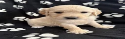 Golden Retriever dogs for sale: Kennel Club Health Tested Golden Retriever Puppies - Advert 28