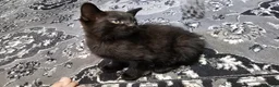 Mixed Breed cats for sale: A beautiful litter of 4 kittens - Advert 25