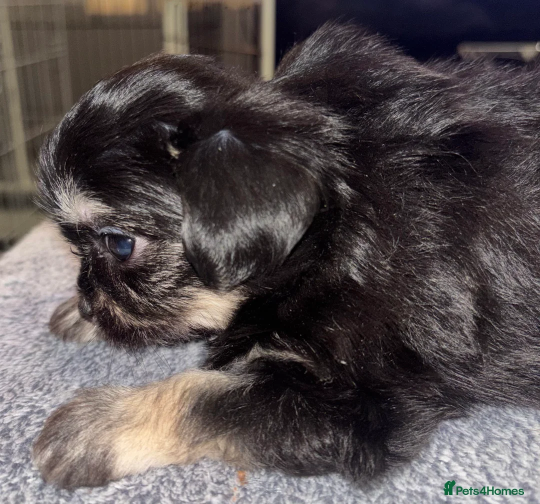 Mixed Breed dogs for sale: Adorable Tini malchi puppies  - Advert 2