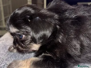 Mixed Breed dogs Adorable Tini malchi puppies - Advert 1