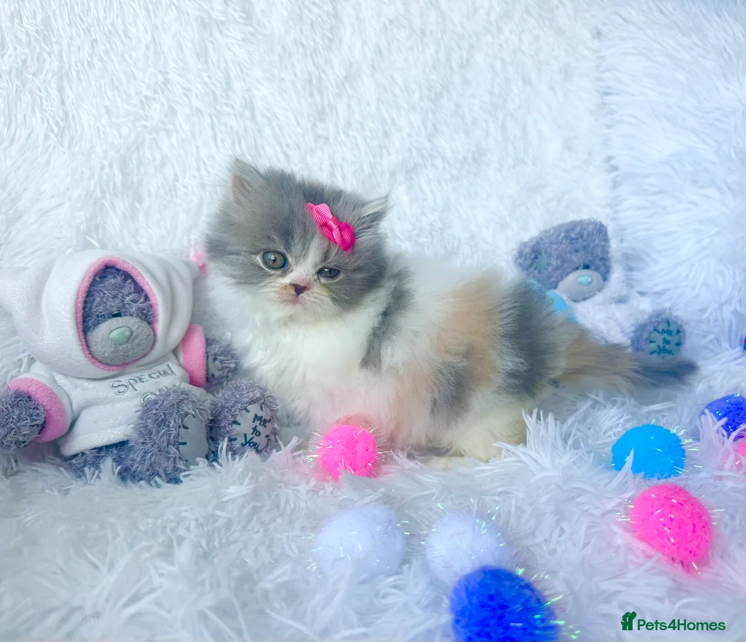 British Shorthair cats for sale: ⭐️ British Shorthair & Longhaired Kittens⭐️  - Advert 10