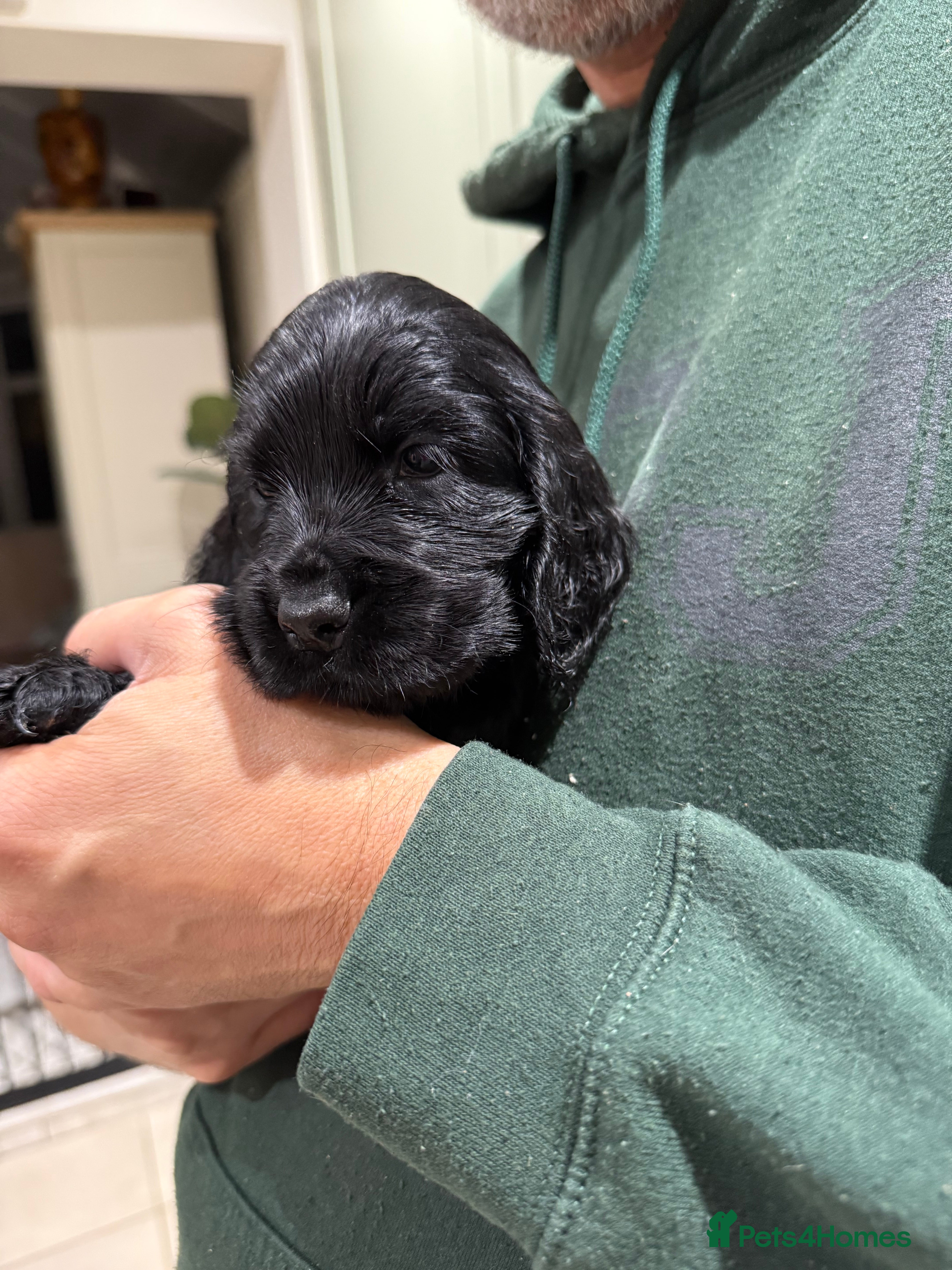 Cocker Spaniel dogs Show Cocker Spaniel puppies  - Advert 2