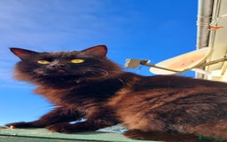York Chocolate cats for sale: Green-eyed kittens , - Image 6