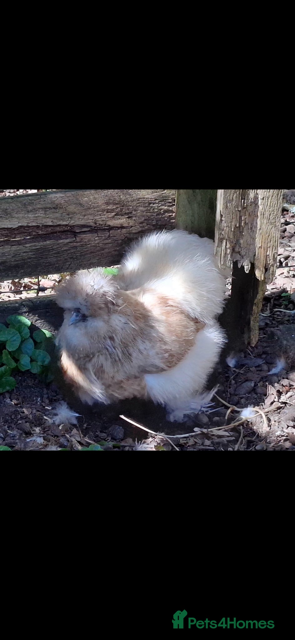 Chickens poultry 2 Silkie Hens looking for a new home  - Advert 1