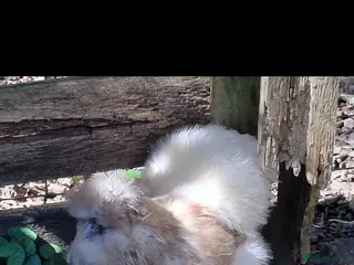 Chickens poultry 2 Silkie Hens looking for a new home - Advert 1
