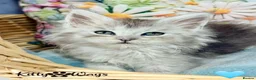 Maine Coon cats for sale: 🐾💠 *TICA REG* SILVER MAINE COON KITTENS 💠🐾 - Advert 17