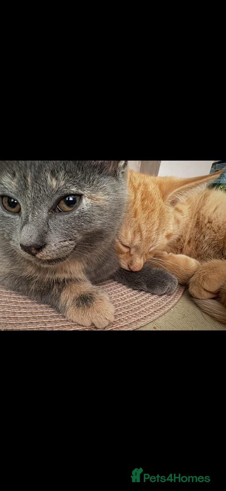 Mixed Breed cats Two ginger males and one grey female.  - Advert 16