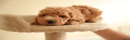 Cockapoo dogs for sale: Gorgeous Cockapoo For Sale  - Advert 7