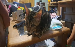 Bengal cats for sale: Female Bengal Kitten £400 - Image 2