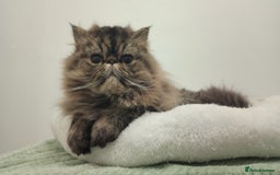 Persian cats for sale: Lovely boy rehoming  - Image 12