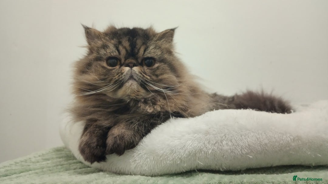 Persian cats for sale: Lovely boy rehoming  - Image 12