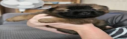 Mixed Breed dogs for sale: Chow Pei For Sale - Advert 10
