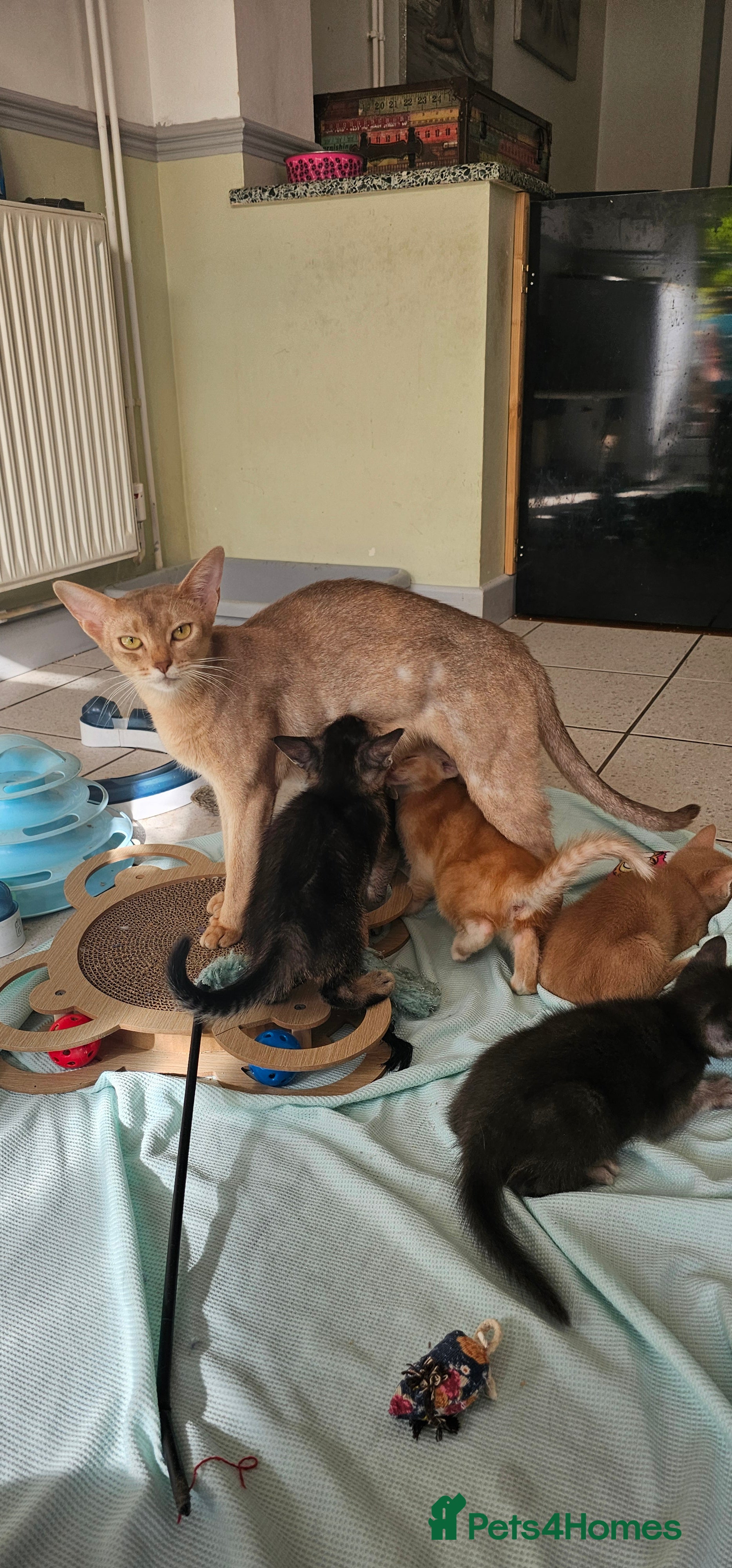 Mixed Breed cats for sale: Abyssinian x Bengal  - Advert 2