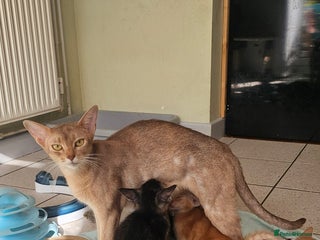Mixed Breed cats - Advert 31