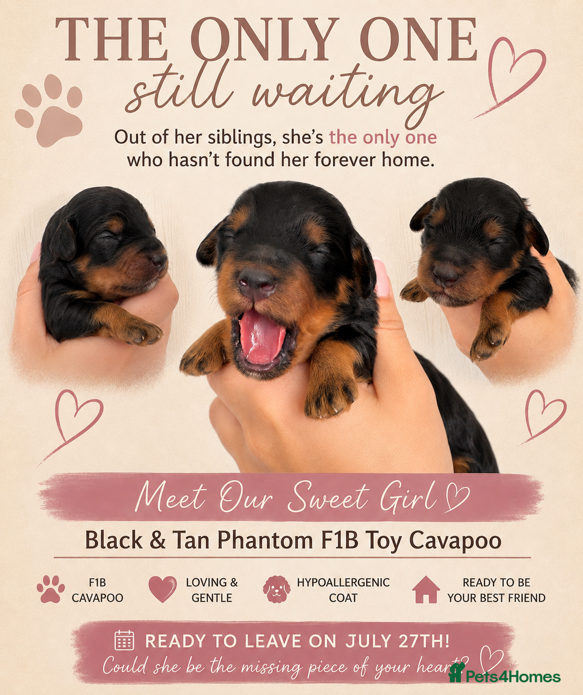 Cavapoo dogs LAST GIRL AVAILABLE- F1b Cavapoo puppies  - Advert 5