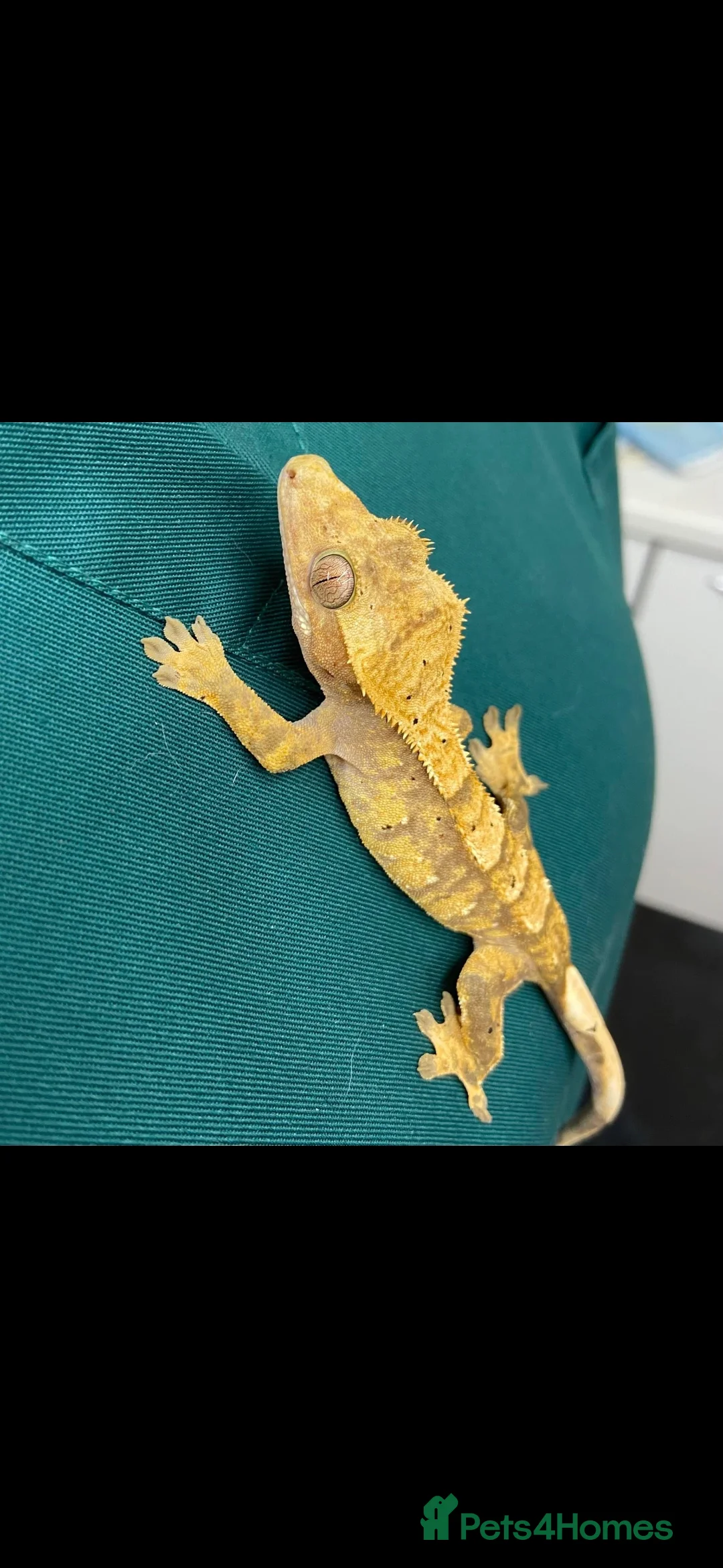 Gecko reptiles for sale: X3 Crested Geckos Male and Female - Advert 3