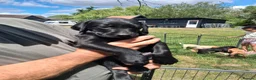 Labrador Retriever dogs for sale: Beautiful litter of puppies for sale - Advert 12
