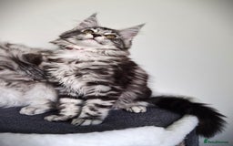 Maine Coon cats for sale: STUNNING XL PEDIGREE MAINE COON KITTENS  - Image 18