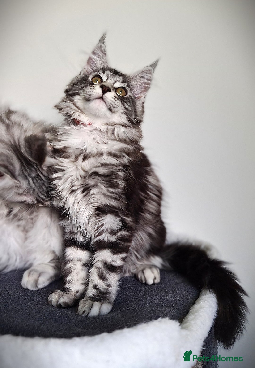 Maine Coon cats for sale: STUNNING XL PEDIGREE MAINE COON KITTENS  - Image 18