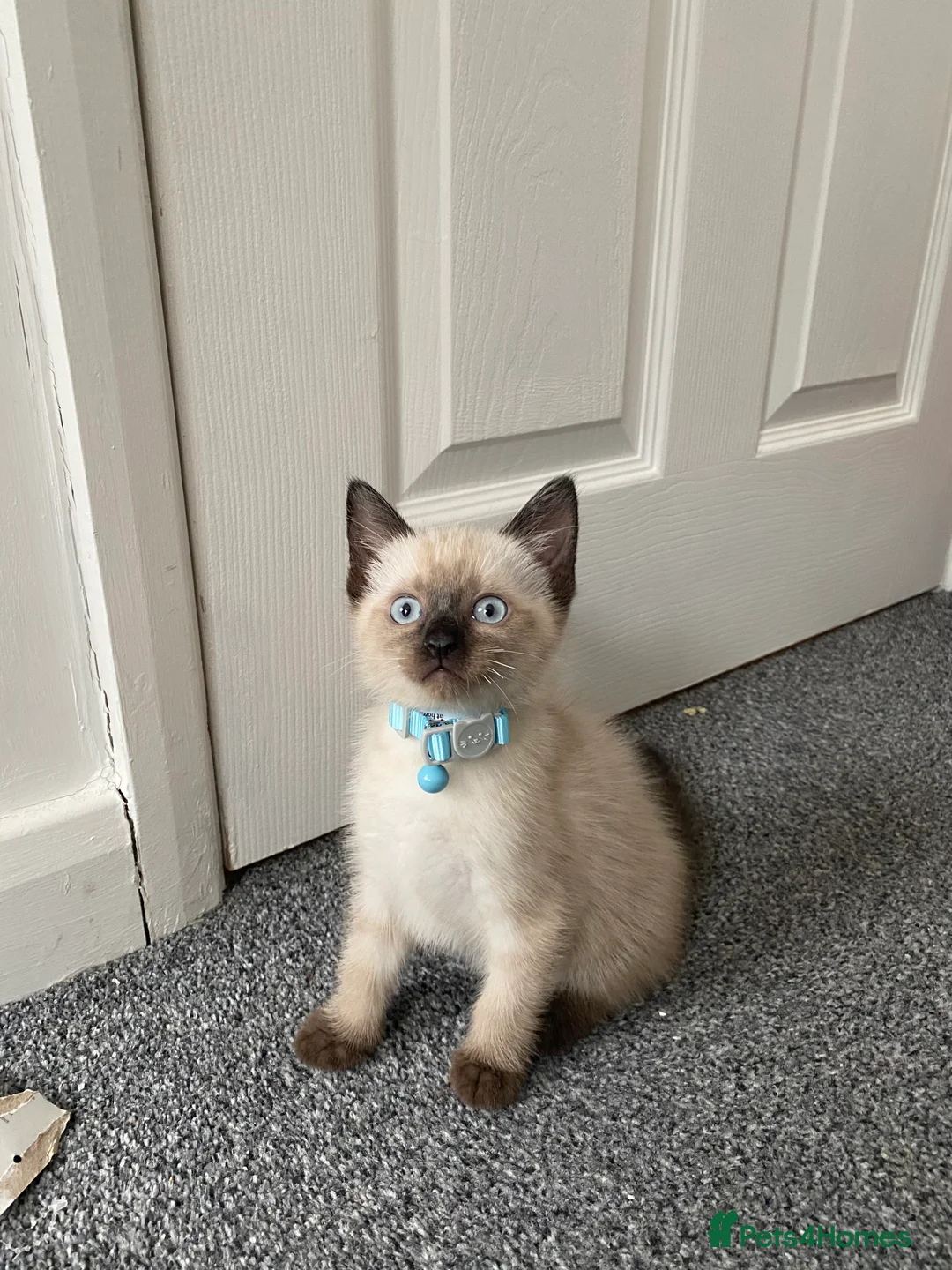 Mixed Breed cats for sale: Miso the Ragdoll × Siamese needs a home - Advert 2