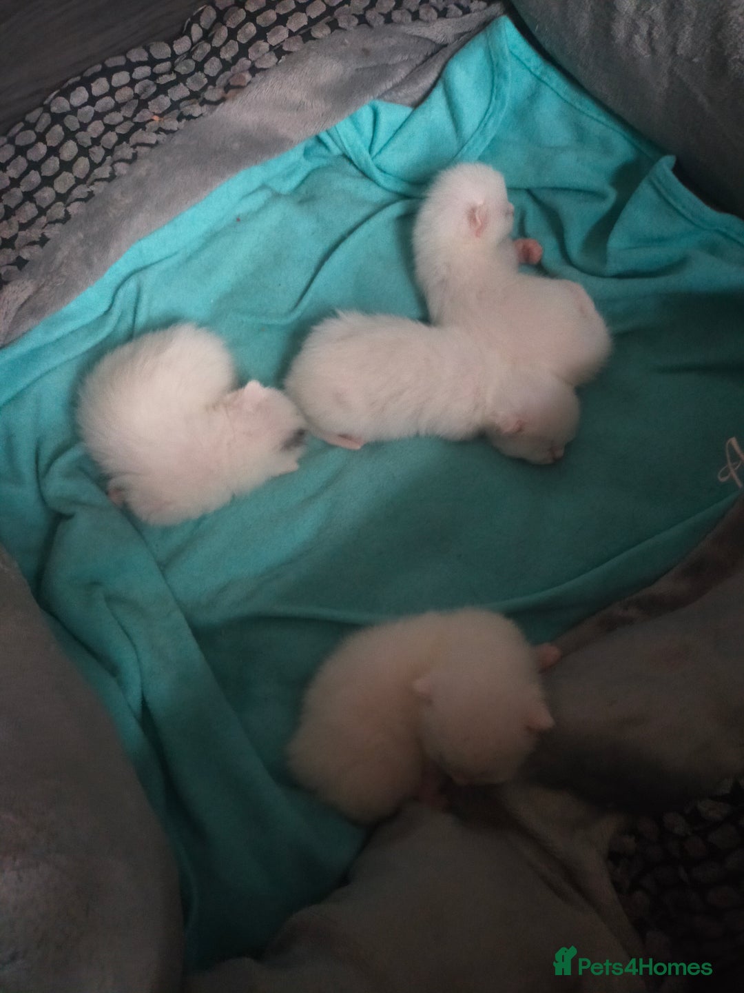 Mixed Breed cats for sale: Mozzarella: Long Haired Persian x Ragdoll x DSH - Image 5