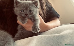 British Shorthair cats for sale: Pure British short hair  - Image 4