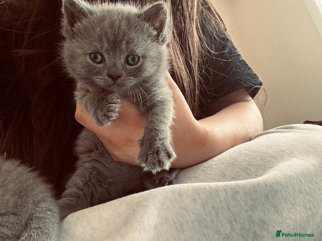 British Shorthair cats for sale: Pure British short hair  - Image 4
