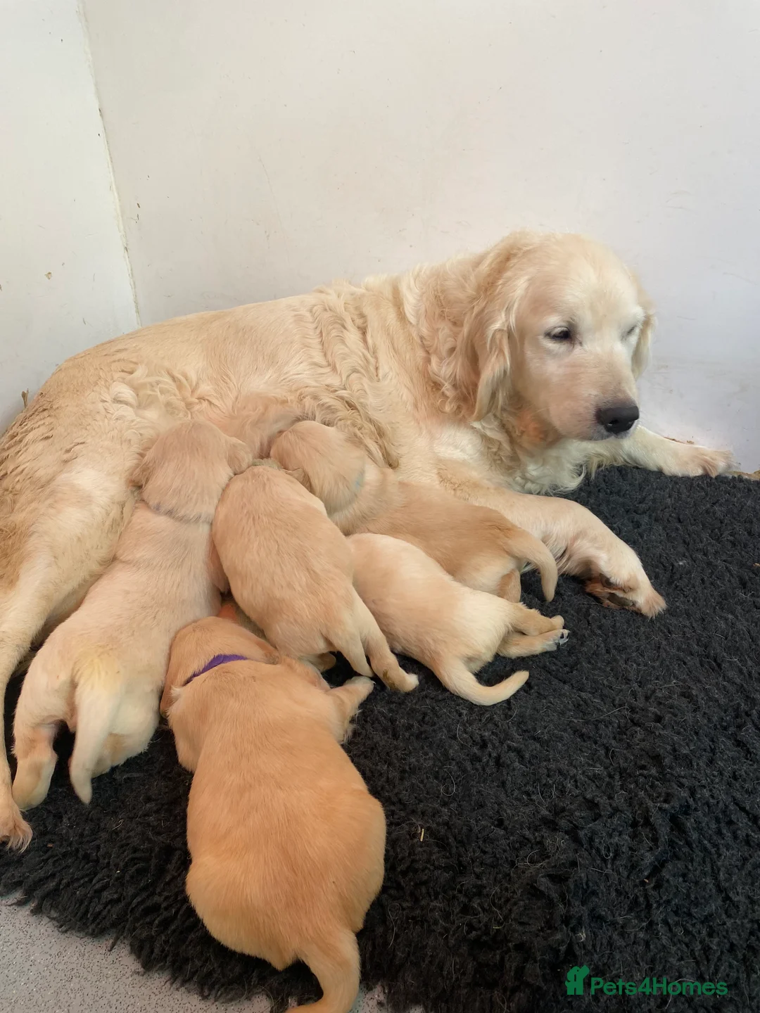 Golden Retriever dogs for sale: 💛🤍 5 Star ⭐️🐶 Golden Retriever Pups 🐶 🌟🤍💛 - Advert 19