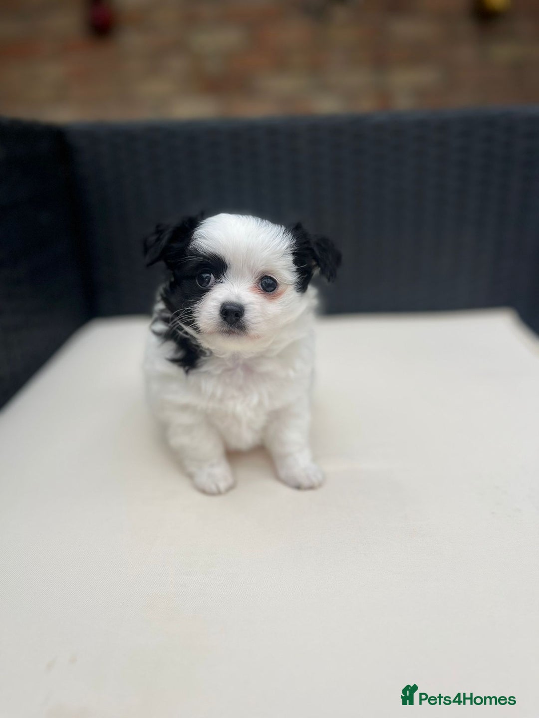 Chihuahua dogs for sale: Chihuahua  Tri-coloured,  - Image 8