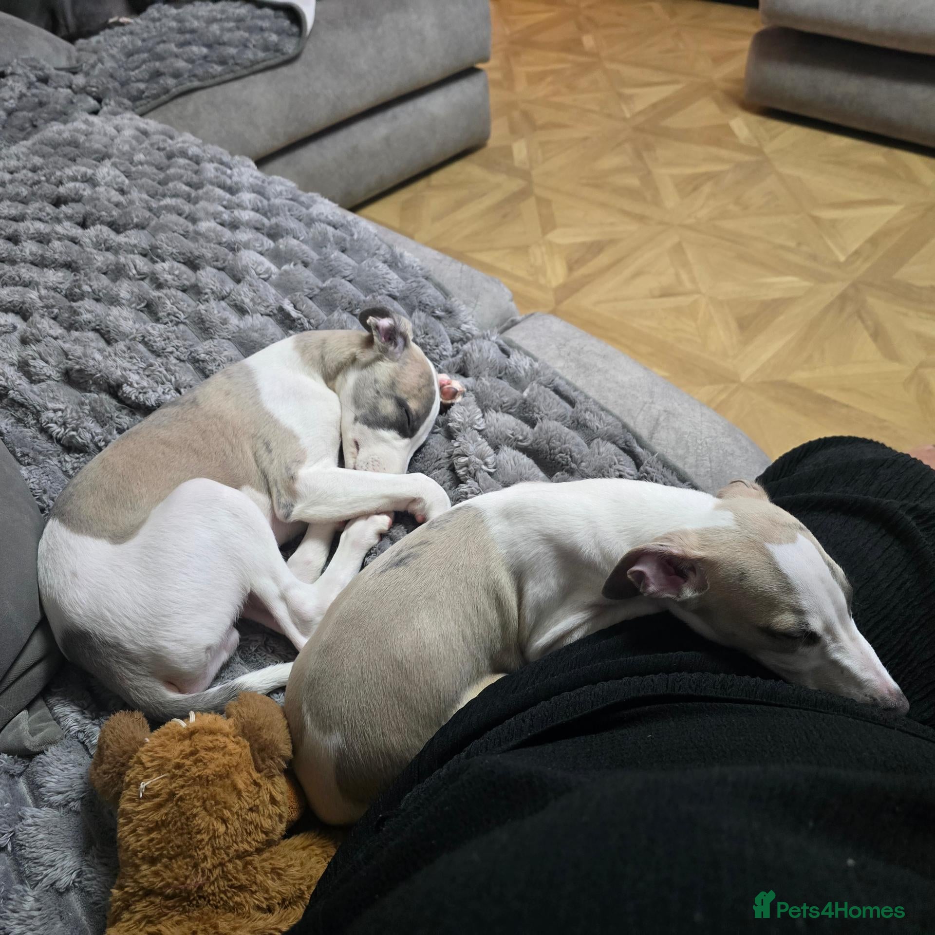 Whippet dogs The last 2 precious! Kc boys wippets 🐶    - Advert 2