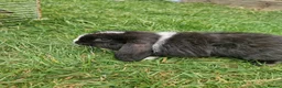 Mini Lop rabbits for sale: Mini Lops Ready Now - Advert 8
