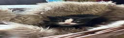 Mixed Breed cats for sale: Beautiful tabby and ghost tabby kittens  - Advert 5