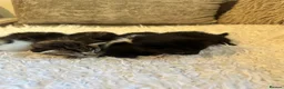 Mixed Breed cats for sale: Kittens for sale  - Advert 2