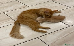Maine Coon cats for sale: Maine Coon Cross Kittens  - Image 28