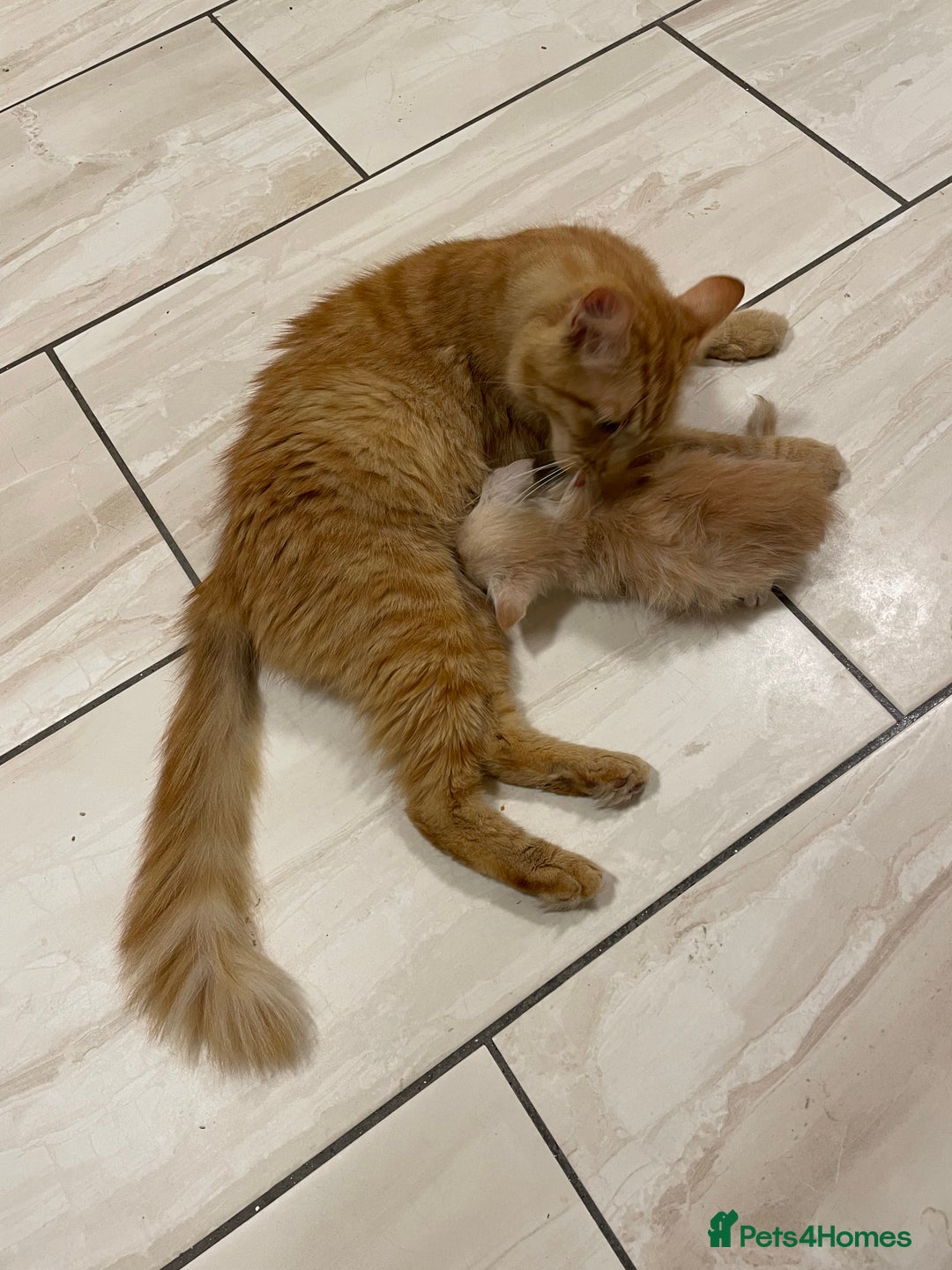 Maine Coon cats for sale: Maine Coon Cross Kittens  - Image 28