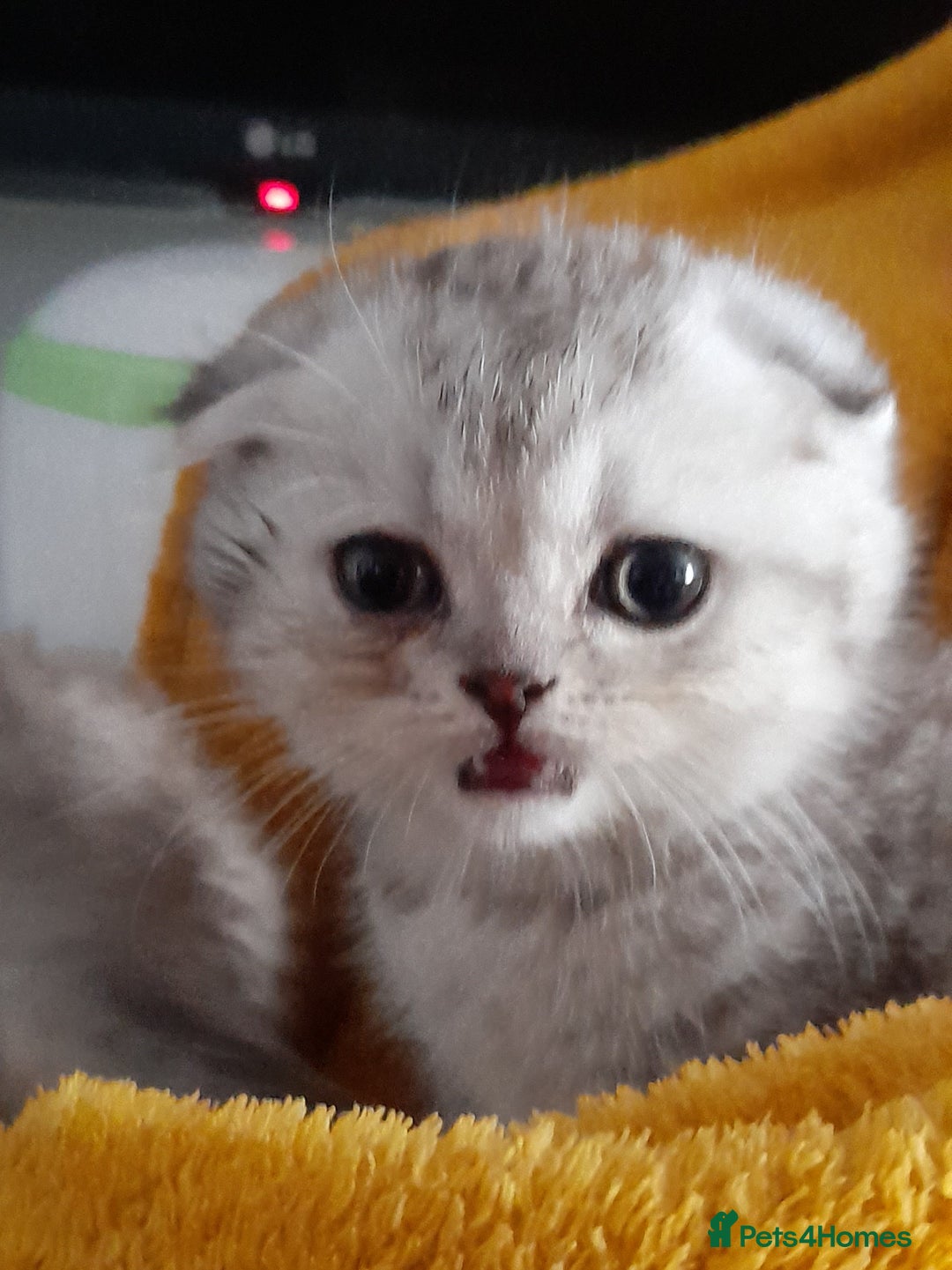 Scottish Fold cats for sale: LAST BOY FOLD. OPEN TO OFFERS.  in Aberdare - Image 20