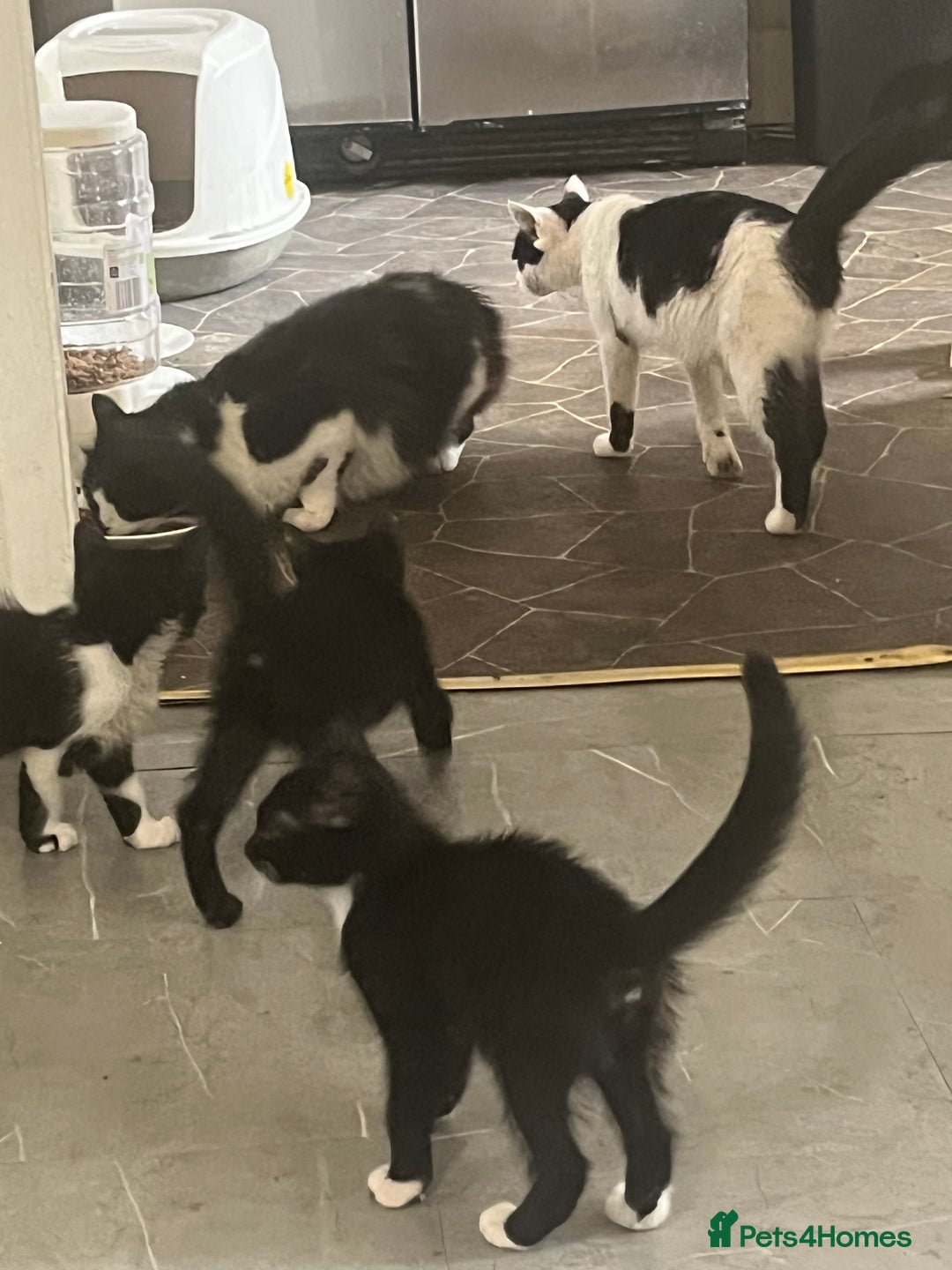 Mixed Breed cats for sale: 4 kittens for sale  - Image 5
