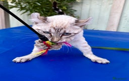 Keetso cats for sale: Wild looking polydactyl curled eared snow leopard  - Image 12