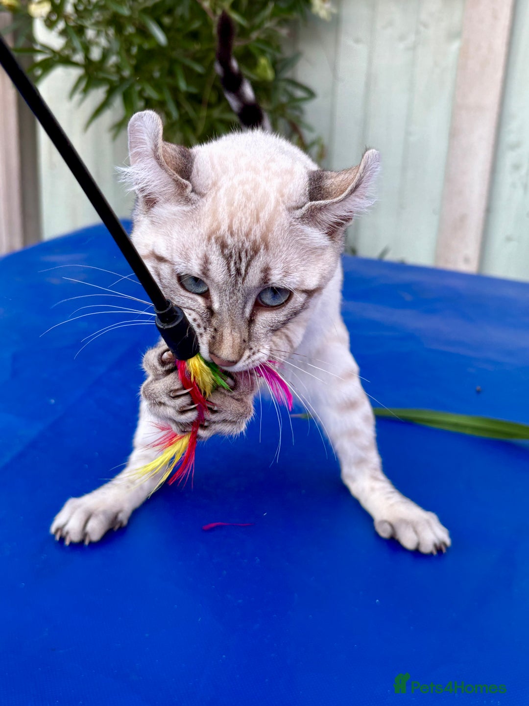 Keetso cats for sale: Wild looking polydactyl curled eared snow leopard  - Image 12