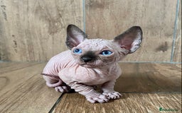 Sphynx cats for sale: Kittens sphinx Canadian girl blue eyes  - Image 11