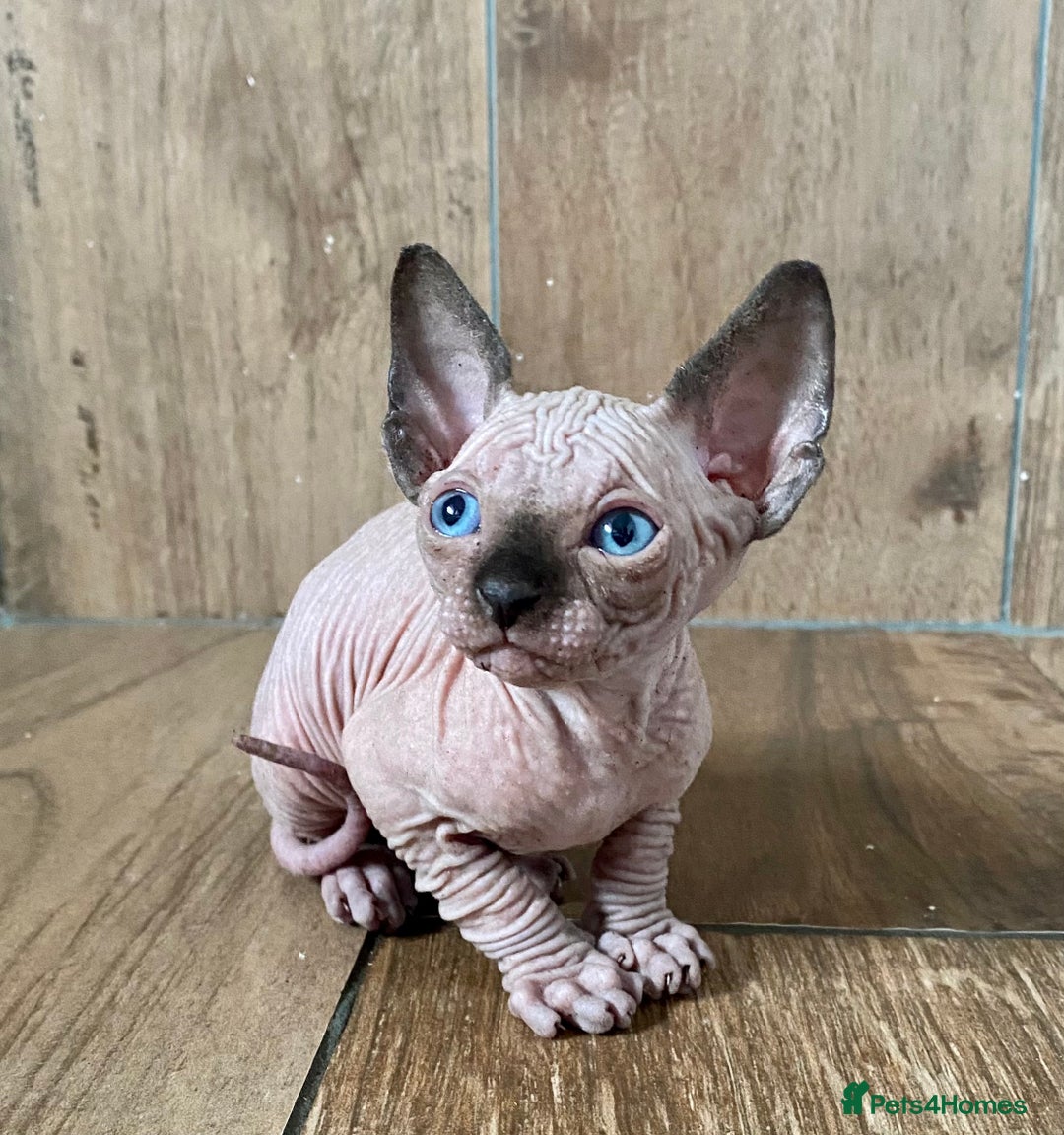 Sphynx cats for sale: Kittens sphinx Canadian girl blue eyes  - Image 11