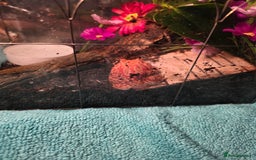 Frog reptiles for sale: Strawberry pacman frog - Advert 5