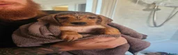 Mixed Breed dogs for sale: Mixed breed puppies for sale - Advert 7