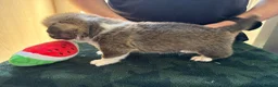 Welsh Corgi Pembroke dogs for sale: Welsh corgi (Pembroke) puppies - Advert 33