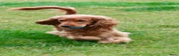 Cocker Spaniel dogs for stud: Show Cocker Spaniel at Stud  - Advert 5